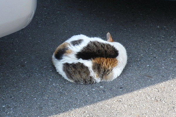 丸くなって寝るタマ