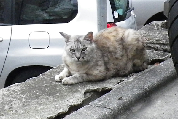 動じない銀ちゃん