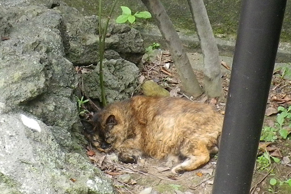 一人で熟睡カエデ