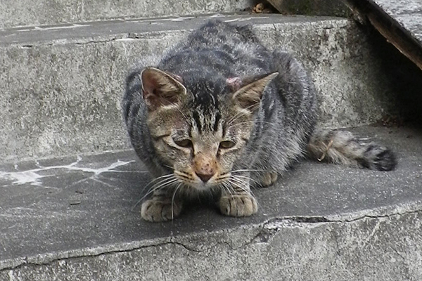 しょんぼりした顔のタビワン