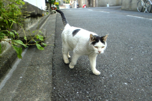 テンちゃん歩く