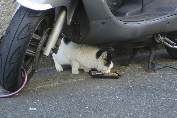 食べるテン