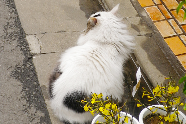 花やの前のラン後ろ姿