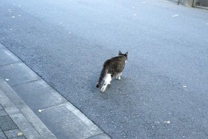 向かうマリィ