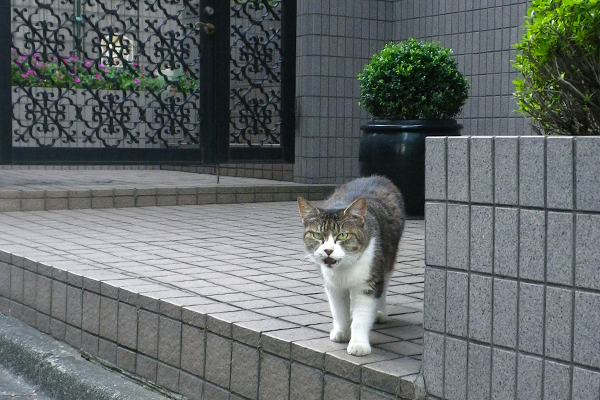 お喋りマリィ