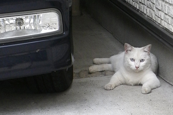 車の横にリリ