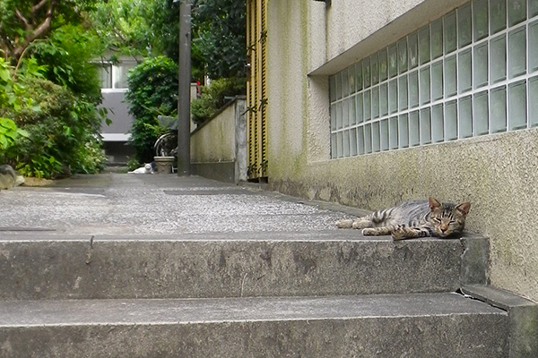 階段の端っこにタビワン