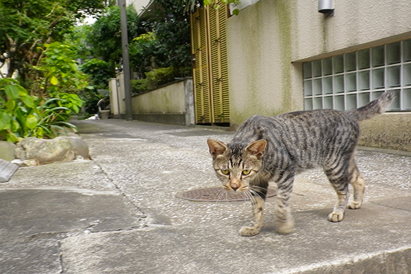 すぐ近寄るタビワン