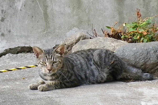 タビワン細目