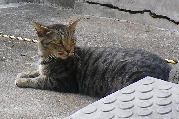 タビワンもハクが気になる