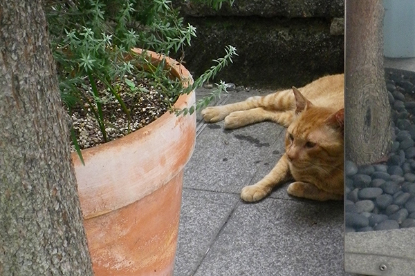 8月の茶トラ君