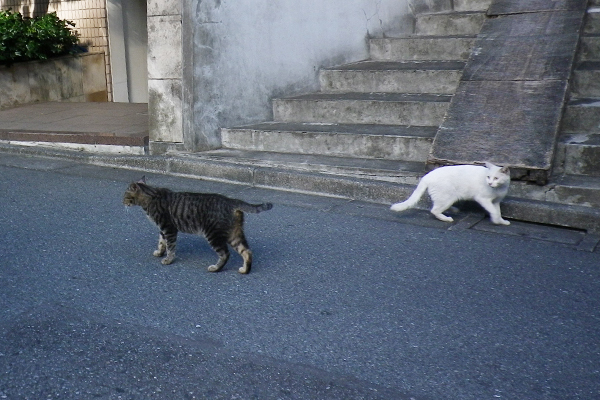 ハクとタビワンの背中