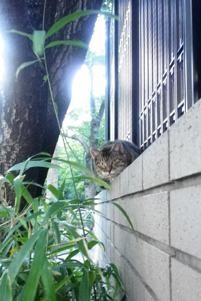 塀の上のフォックス正面