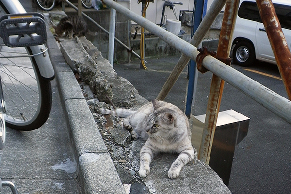 銀横たわる後ろタビワン