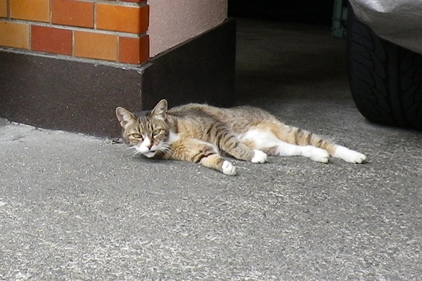 みっけキジ白さん