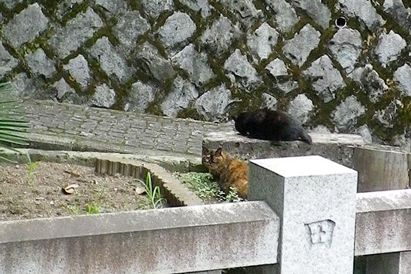 カエデママ懇願の目