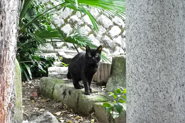 unknown blackcat