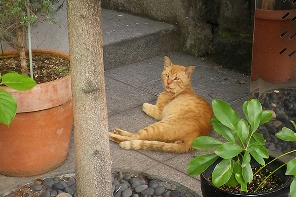 少しアップの茶トラ君