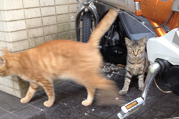 通り過ぎる茶トラとキョトンキジ