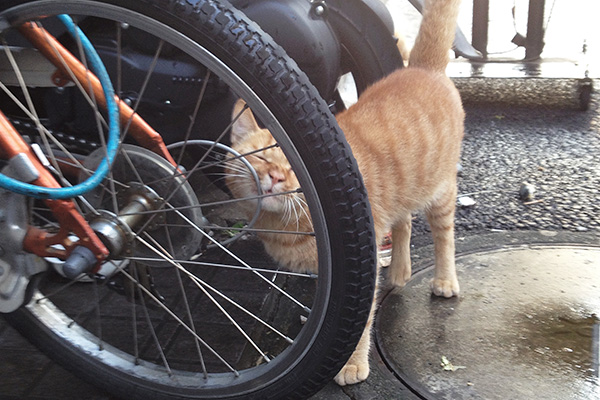 自転車で顔を掻く茶トラ