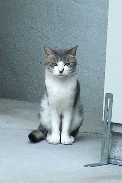 シュガー7