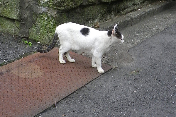 テンの横顔