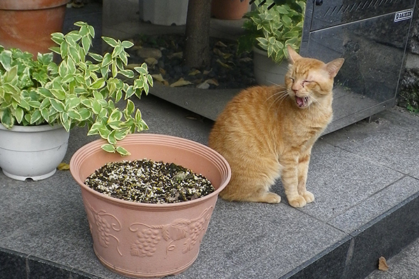 鳴く茶トラさん