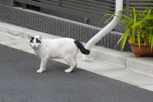 神社猫ヤコ路上で出会う