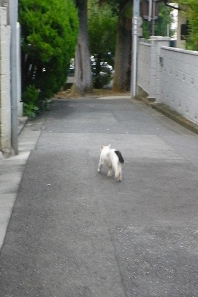 神社に走るヤコ後姿