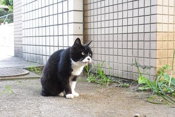 おじさんを見てるカラ