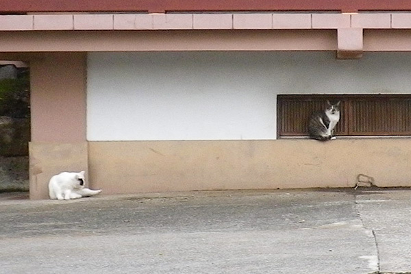 雫とヤコクローズ