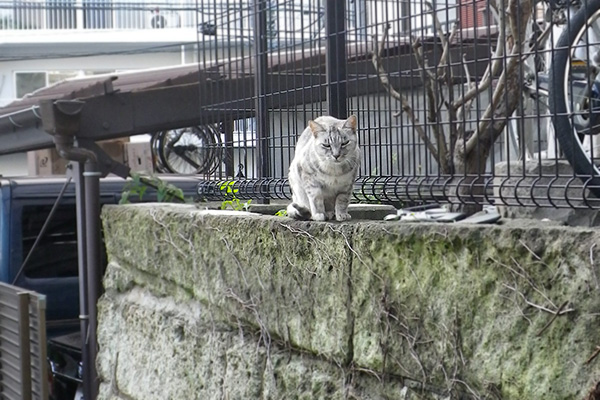 やってきた銀ちゃん