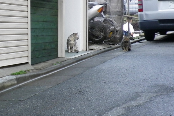 銀に一言いわれてる風なタビワン