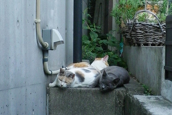 邸宅横の3匹