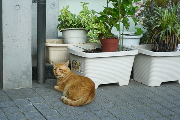 植木鉢とレオン