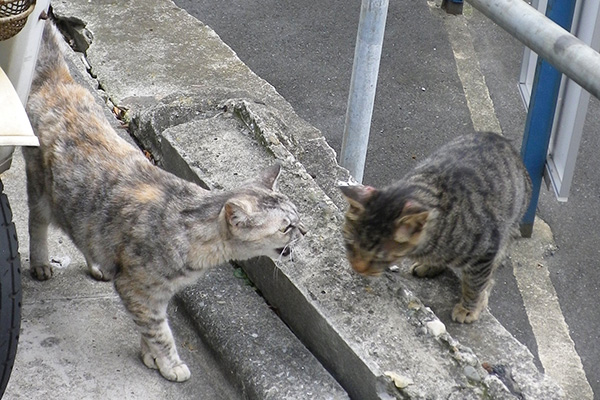 シャハーっていう銀