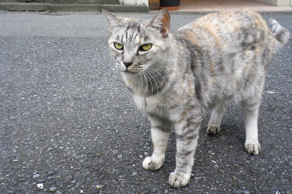 背中の毛色