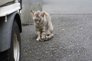 やさぐれ銀