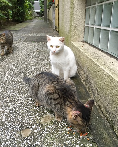 食べるタビワンとハクとタビッツ