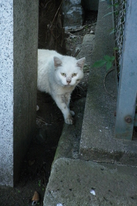 神社ビャク