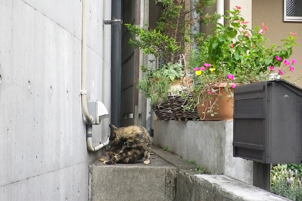 サビーヌ横の塀の上