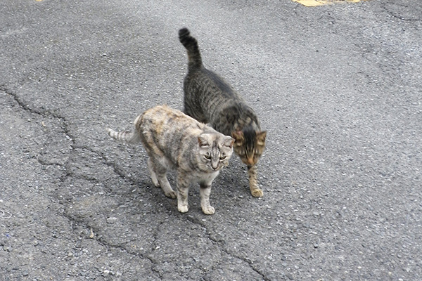 銀とタビワン5