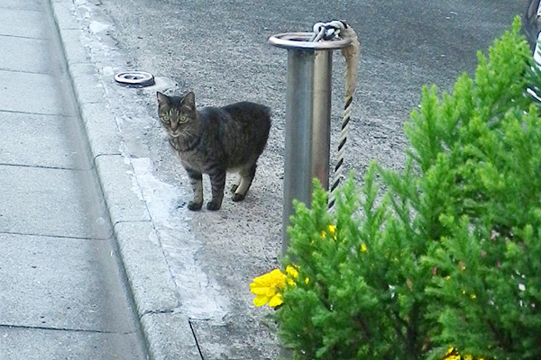 小鹿風のバンビ