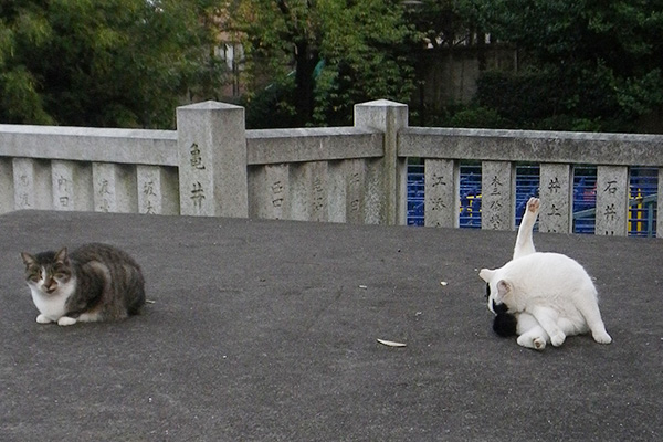 ヤコと雫