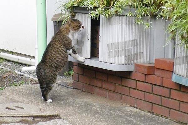 立って唸るロール