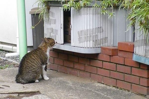 座って唸るロール