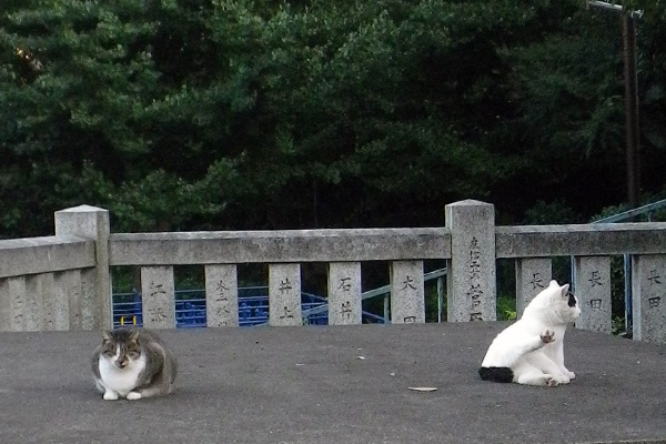 ヤコ静止と雫