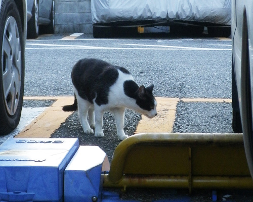 車の下をのぞくハチワレさん