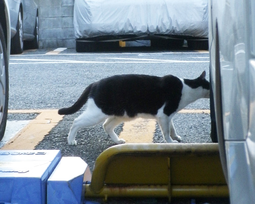 タイヤすりすりハチワレさん