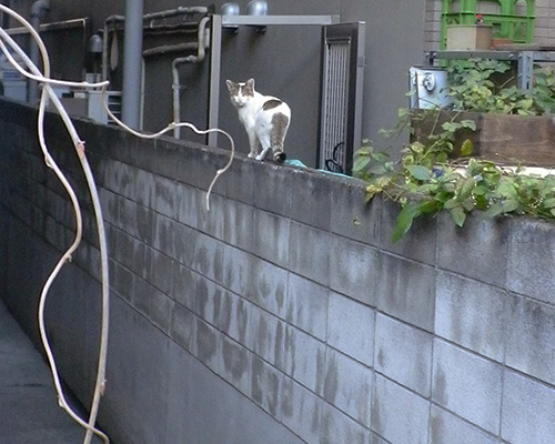 シュン君塀の上